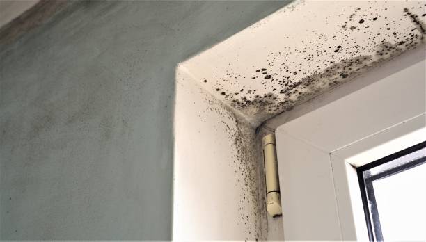  Viera West, FL Mold Removal Pros