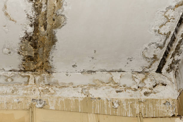 Best Flood Damage  in Viera West, FL
