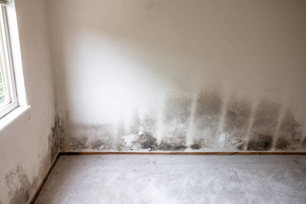 Best Water Damage & Mold Remediation  in Viera West, FL