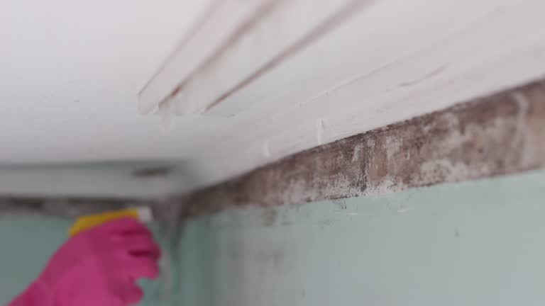 Best Mold-Related Health Consultation  in Viera West, FL