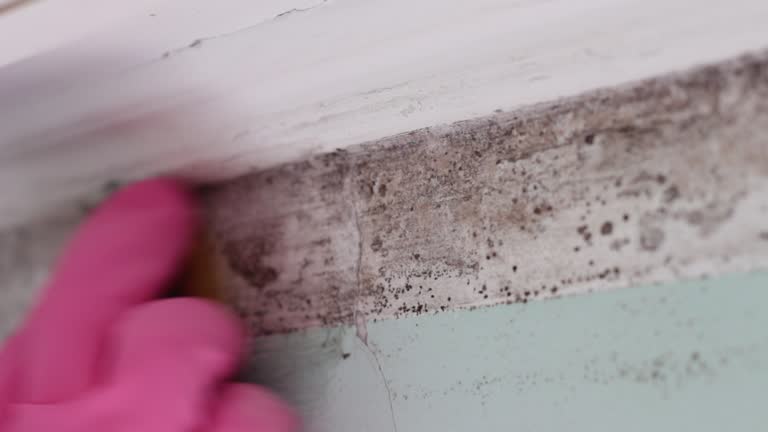 Environmental Consulting for Mold Prevention in Viera West, FL